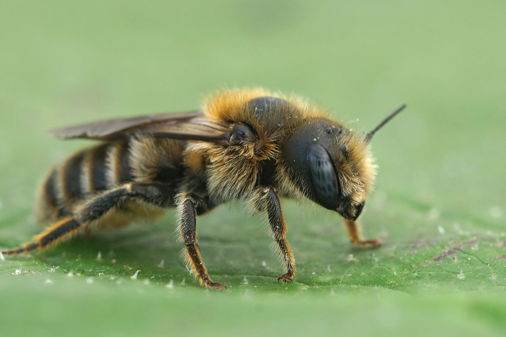 Le vespe possono essere pericolose: ecco come proteggerti